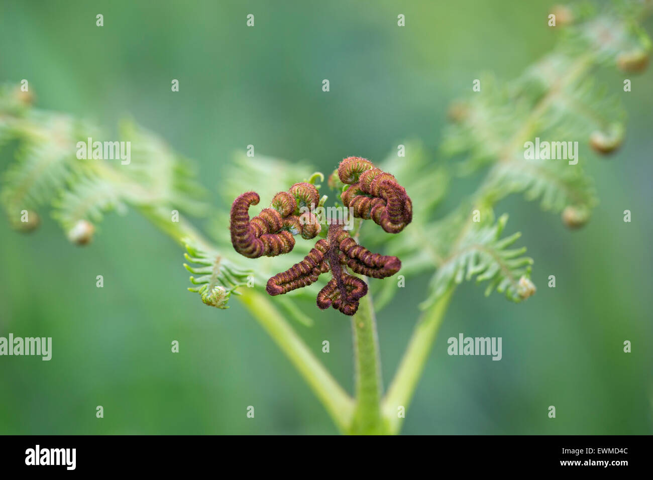 Bracken Pteridium aquilinum frond crescente dispiegarsi Foto Stock