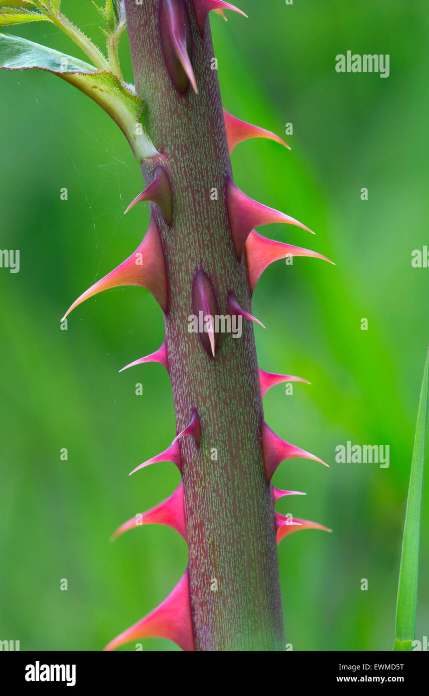 Wild o Rosa canina Rosa canina spine in primo piano crescendo in siepe Foto Stock