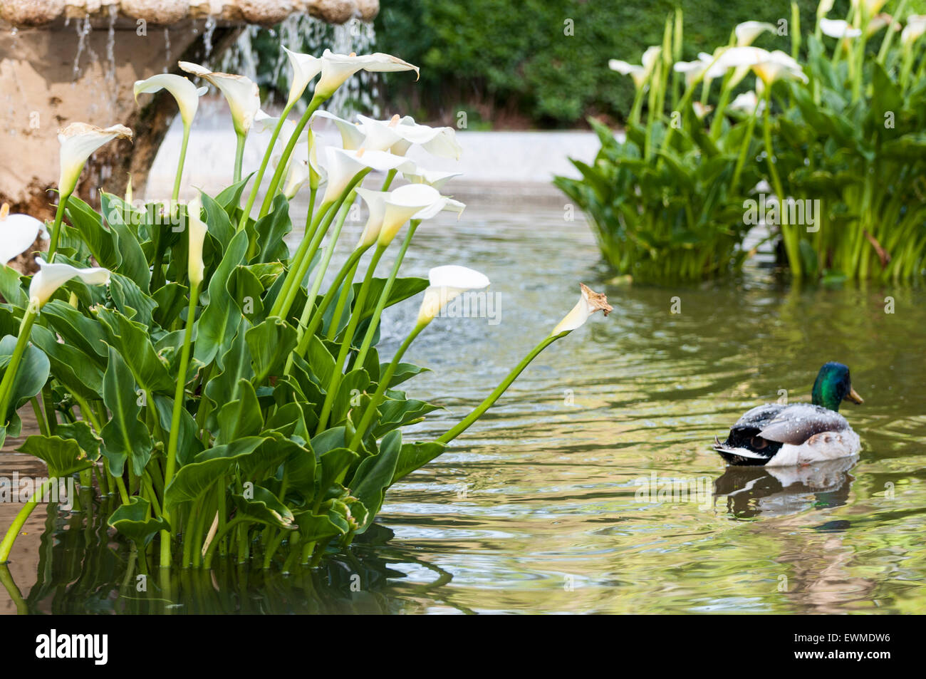 Anatra selvatica, Anas platyrhynchos, nuoto in uno stagno. Foto scattata nel giardino di Cecilio Rodriguez, il Parco del Retiro di Madrid, Spagna Foto Stock