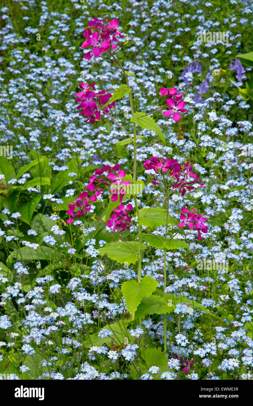 Dimenticare-me-non Myosotis arvense massa di piante di bosco di copertura pavimento con onestà fiori proveniente attraverso Foto Stock