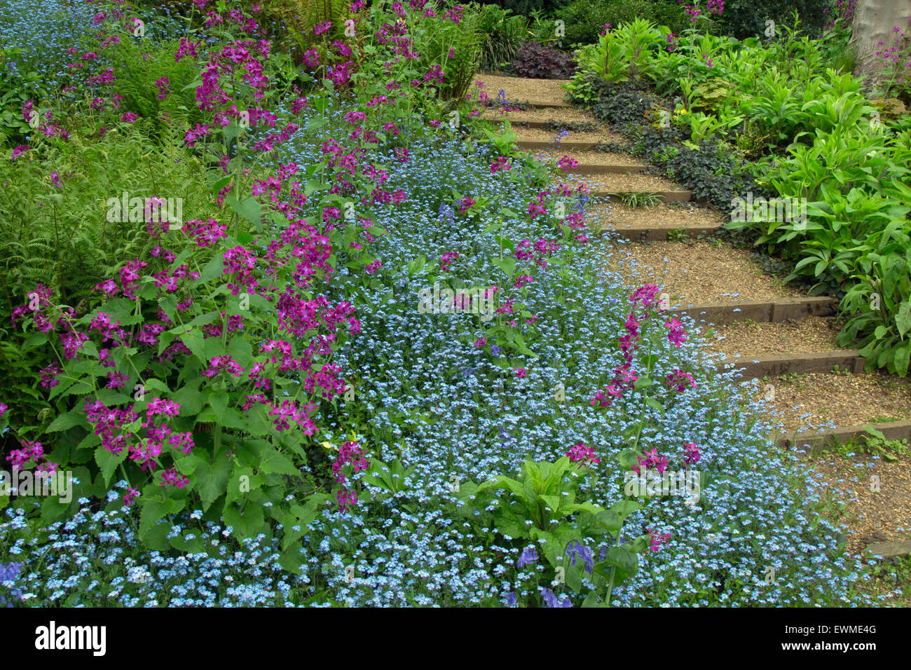 Dimenticare-me-non Myosotis arvense massa di piante di bosco di copertura pavimento con onestà fiori proveniente attraverso Foto Stock