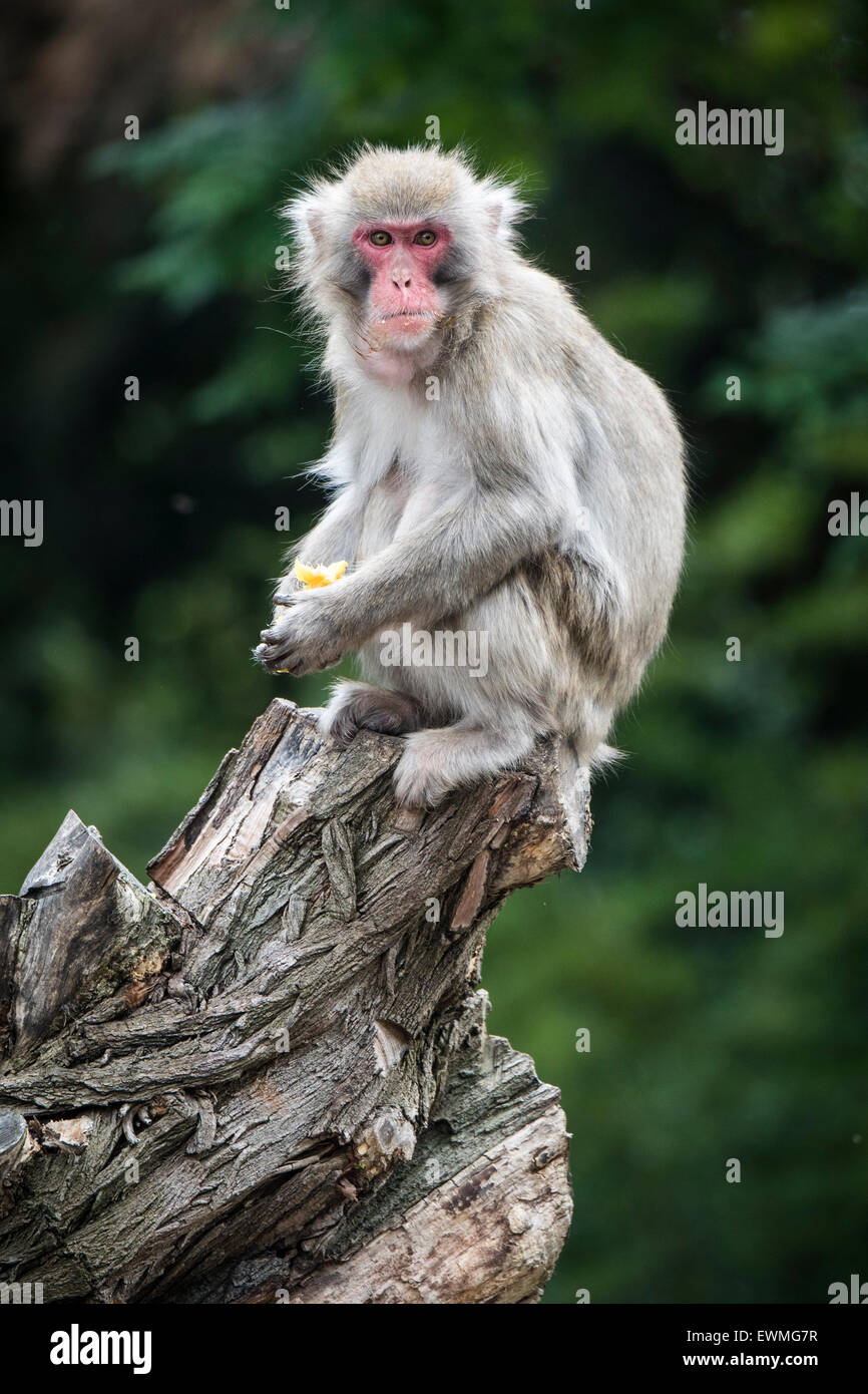 Macaque giapponese (Macaca fuscata) seduto su un vecchio ceppo di albero, ritratto, captive Foto Stock