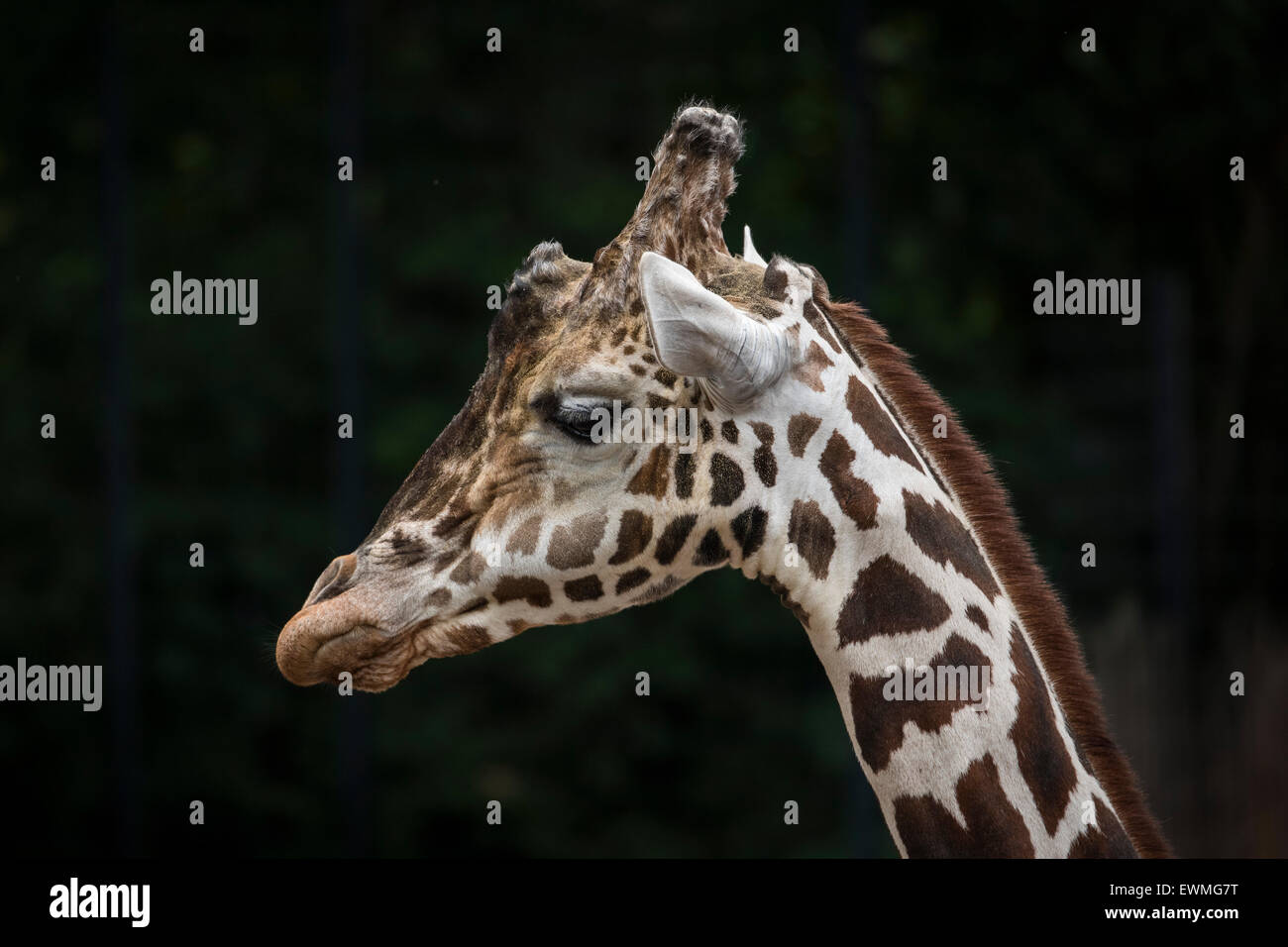 Giraffe reticolate (Giraffa camelopardalis reticulata), ritratto, captive Foto Stock