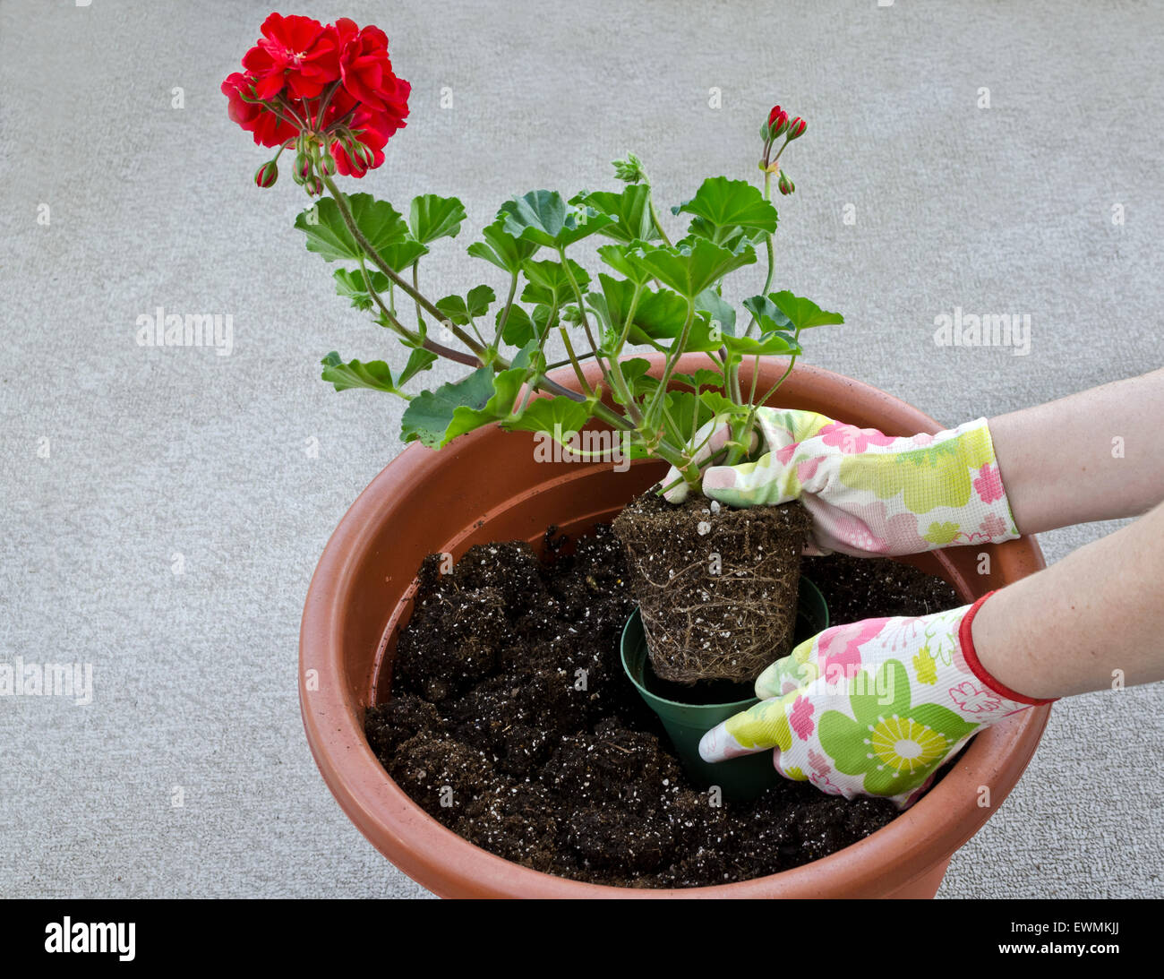 Contenitore facendo del giardinaggio, annegamento un impianto. Passo 4 di 7: Assunzione di fiore al di fuori del piccolo vaso per essere ripiantati nel grande contenitore. Modello rilasciato. Foto Stock