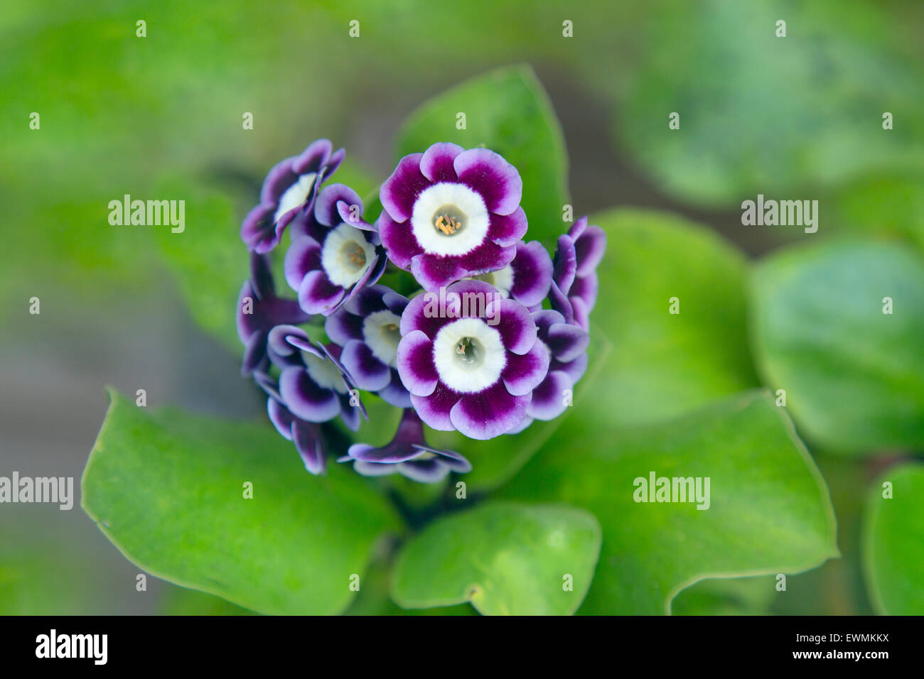 Primula Blue cantante di jodel closeup di specie vegetali Foto Stock