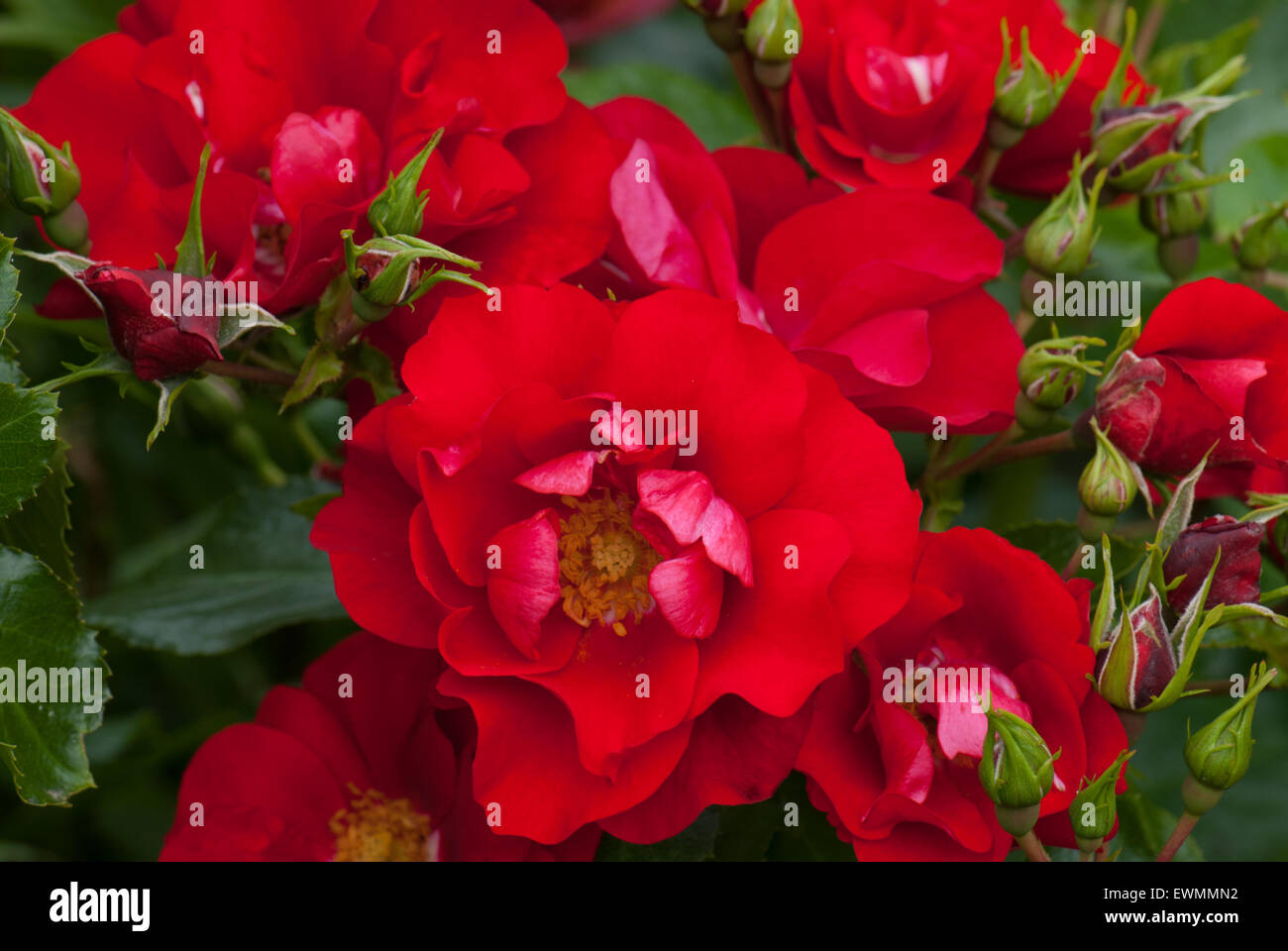 Rosso scarlatto " tappeto di fiori' bush rose Foto Stock