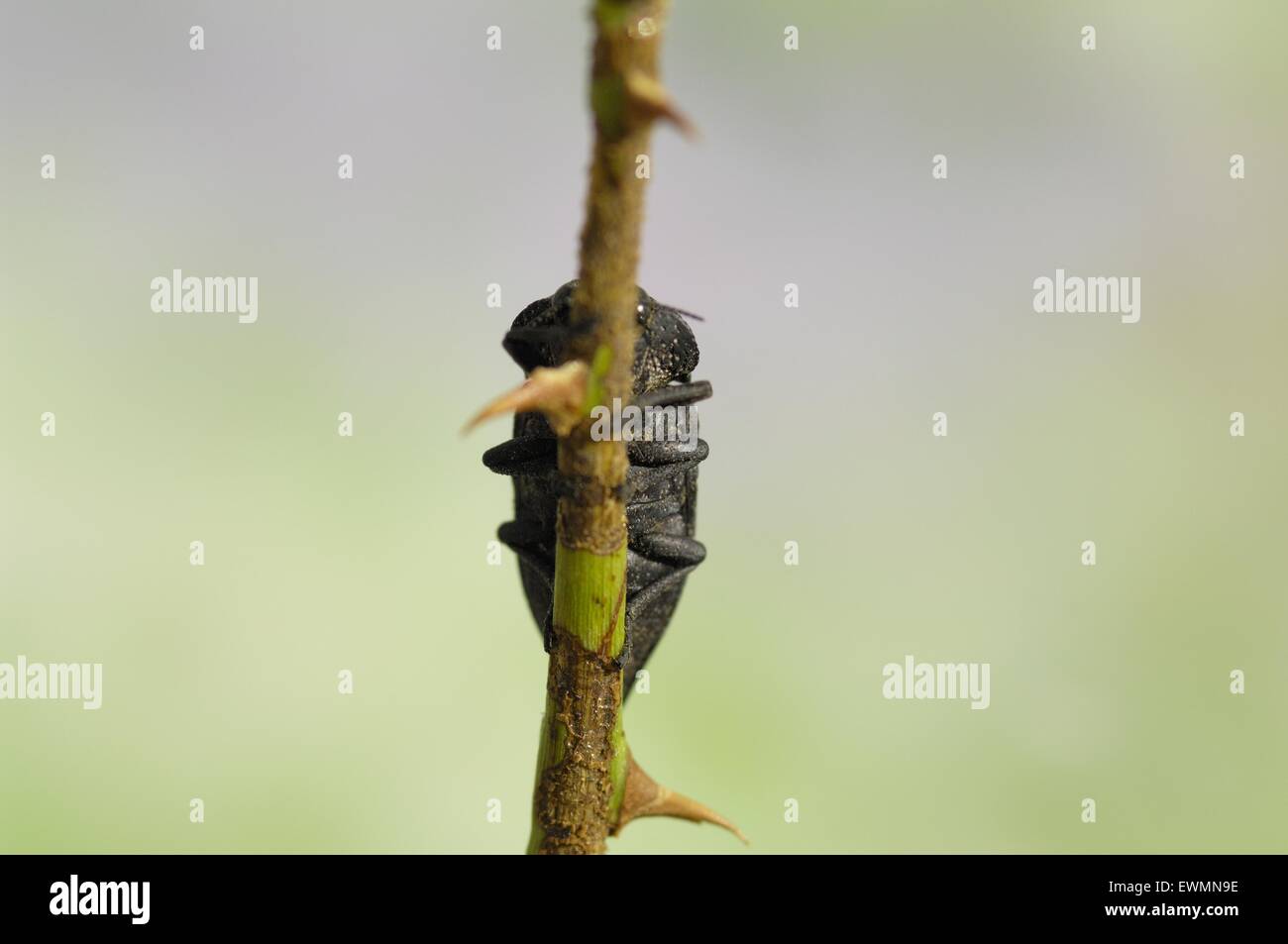 Flatheaded Woodborer - Flatheaded Root-borer (Capnodis tenebrionis) in estate Provence - Francia Foto Stock