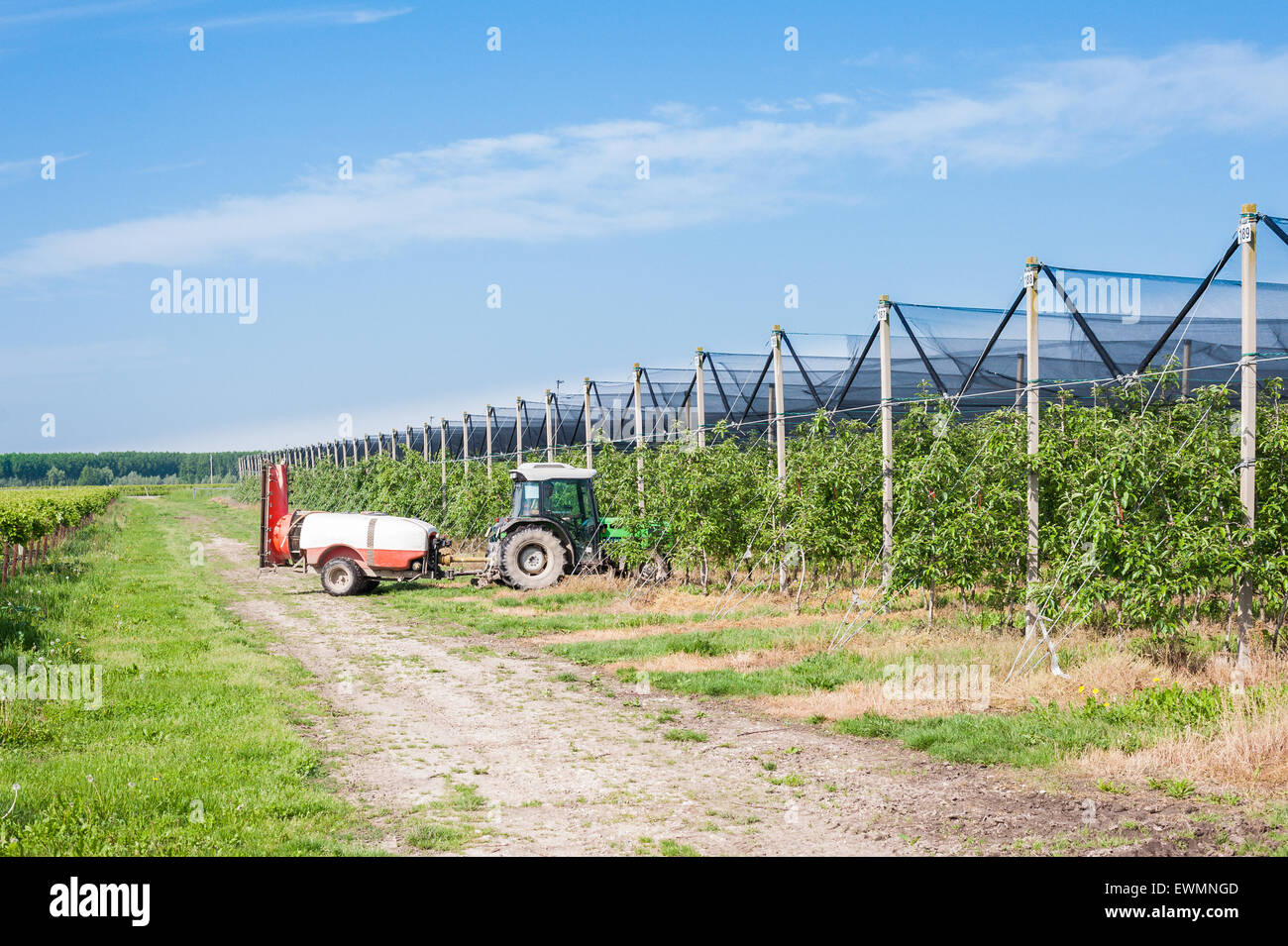 Il lavoro agricolo. Il trattamento insetticida per alberi da frutto Foto Stock