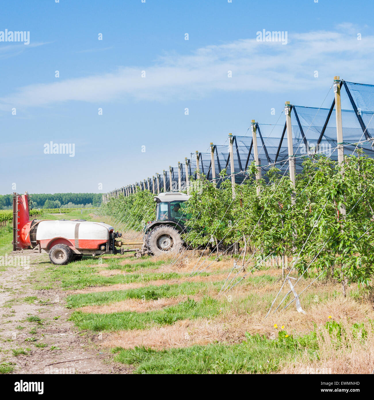 Il lavoro agricolo. Il trattamento insetticida per alberi da frutto Foto Stock