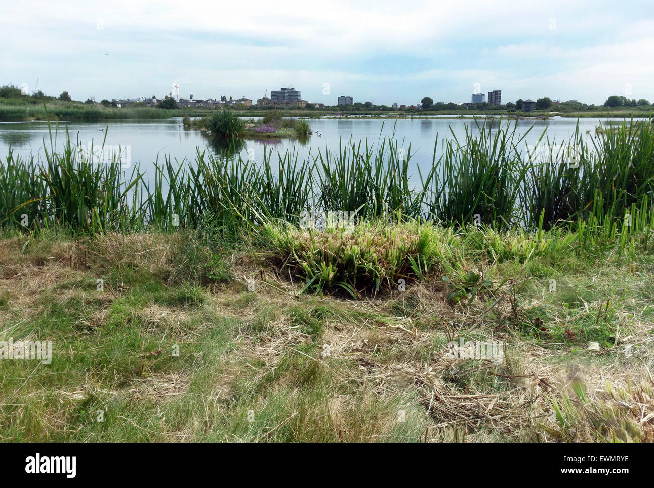 London Wetland Centre, Barnes, Londra Foto Stock