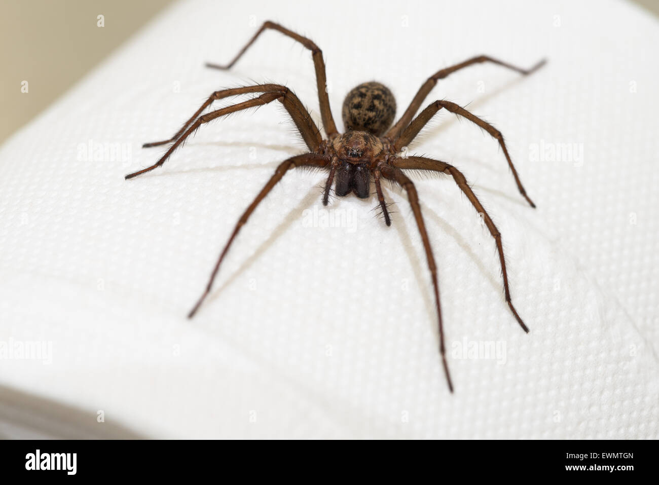 La paura di entrare in bagno il più grande mercato inglese spider Tegenaria parietina appeso su un rotolo loo ha paura di pagare un centesimo Foto Stock