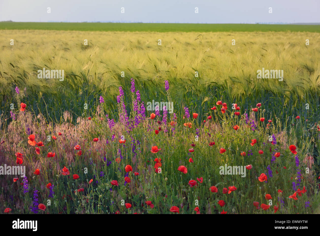 Prato con bella rosso brillante fiori di papavero Foto Stock
