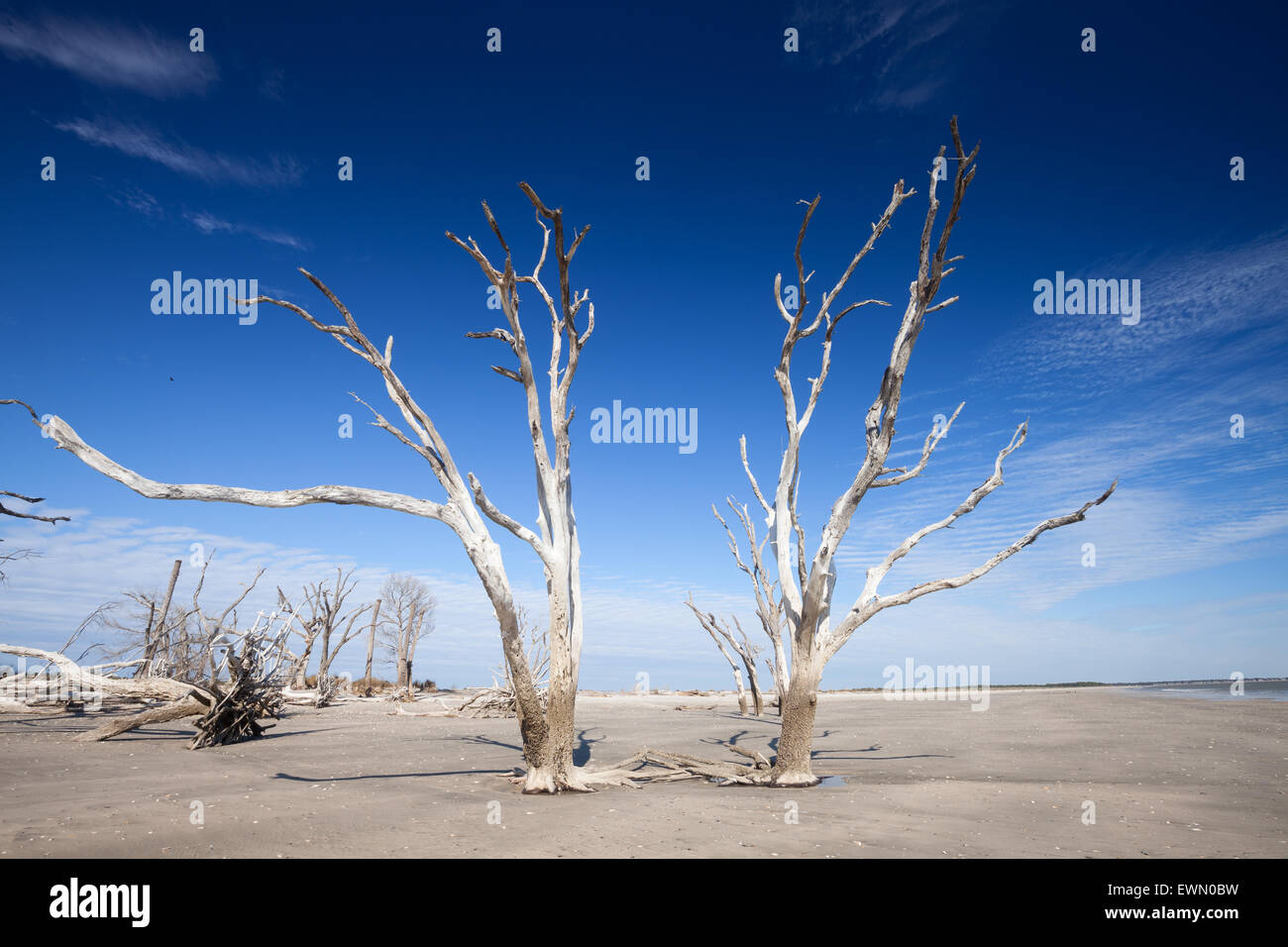 Botany Bay beach, Edisto Island, South Carolina, STATI UNITI D'AMERICA Foto Stock