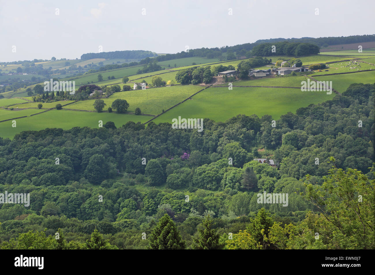 Una fattoria sul pendio di una collina vicino a Matlock nelle zone rurali del Derbyshire. Bosco in primo piano Foto Stock