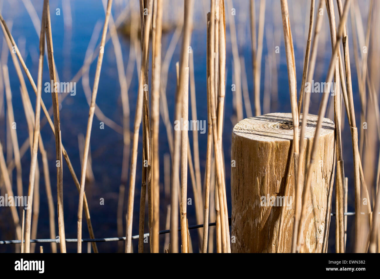 Post di legno in canne da lago blu Foto Stock