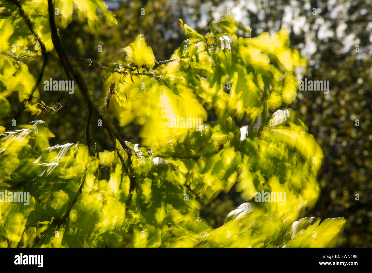 Un albero di quercia, ondeggiando nel vento Foto Stock