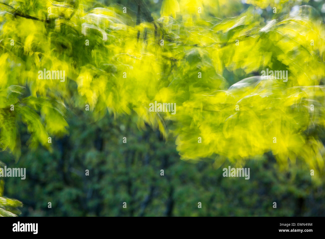 Un albero di quercia, ondeggiando nel vento Foto Stock