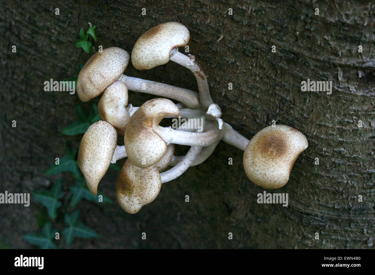 Hallimasch Foto Stock