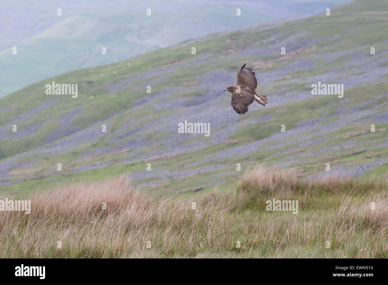 La poiana Buteo buteo in volo sopra il fells e mori della Cumbria Regno Unito Foto Stock