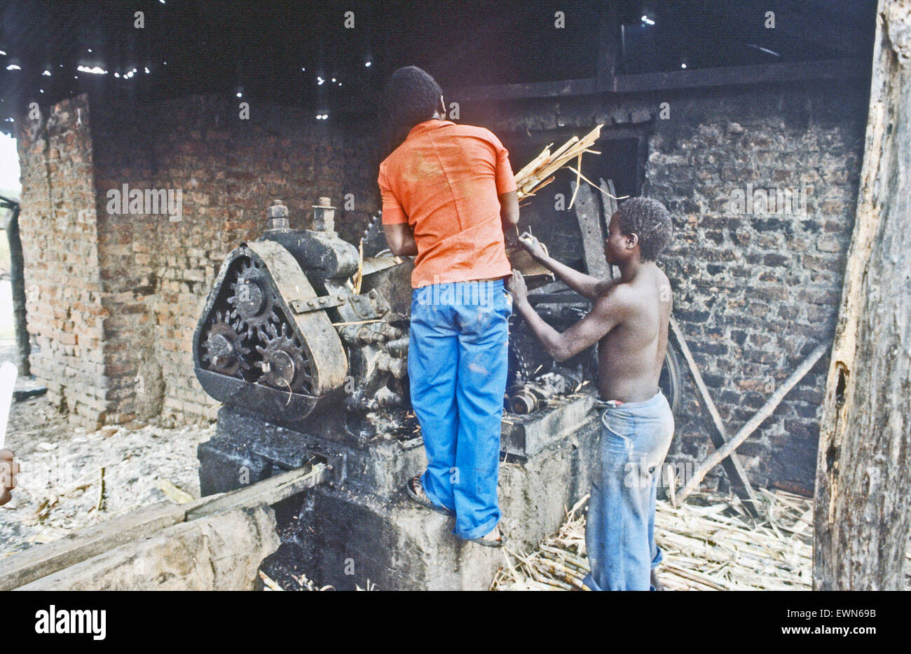 TANZANIA - due giovani uomini la canna da zucchero Foto Stock