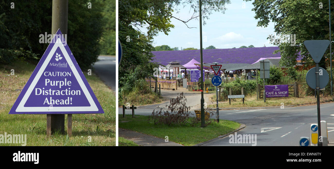 Banstead, Surrey, Regno Unito. Il 29 giugno, 2015. Cartello stradale avvisa i conducenti di un "viola" di distrazione a Mayfield campi di lavanda vicino Banstead, Surrey, Inghilterra Credito: Vincent abbazia/Alamy Live News Foto Stock