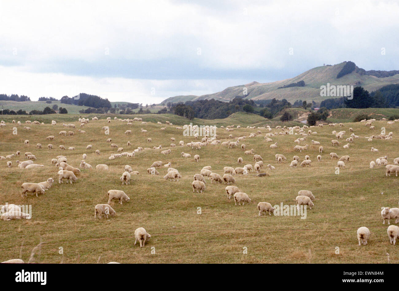 La Nuova Zelanda il paesaggio con le pecore e le montagne Foto Stock