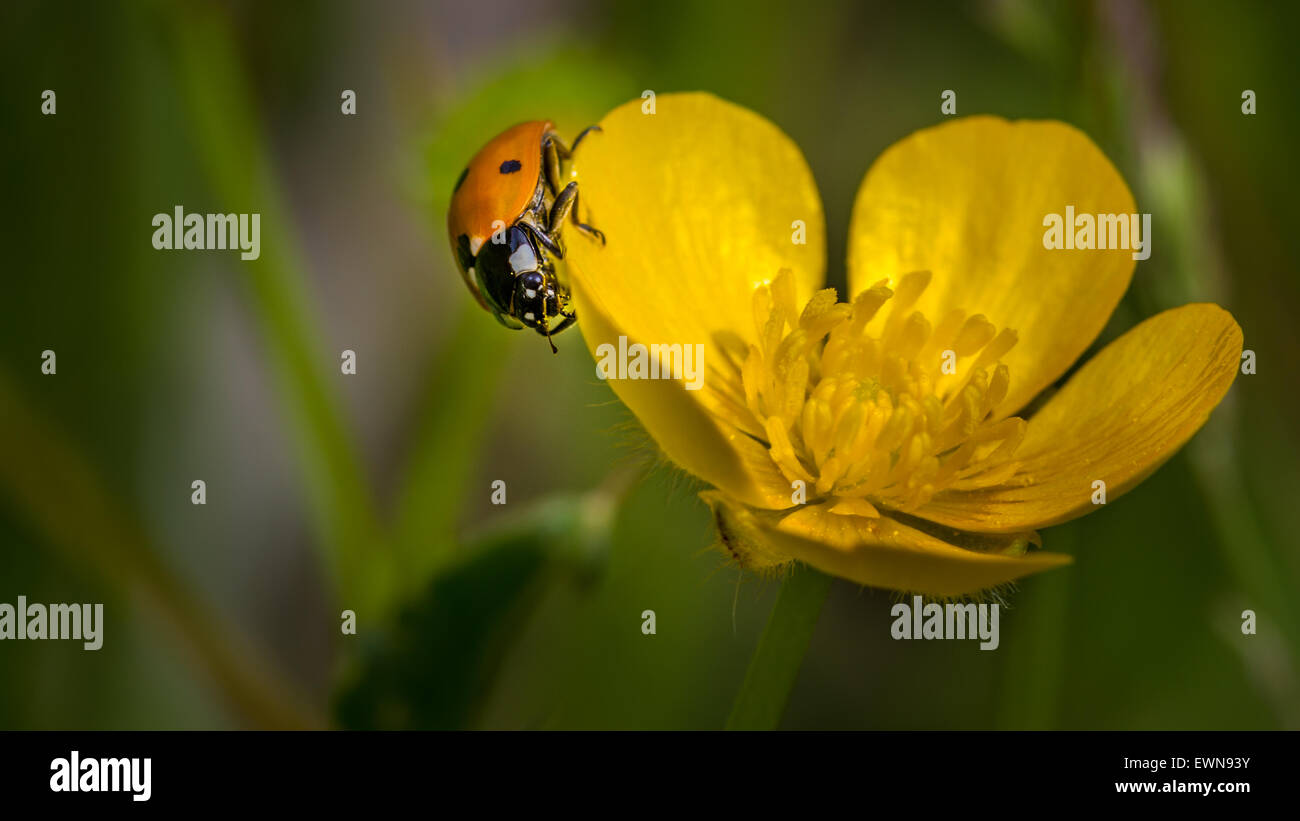 British nativo spot sette coccinella su un ranuncolo, nello Yorkshire, Regno Unito Foto Stock