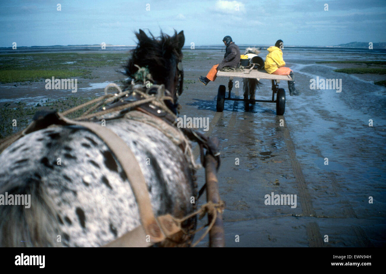 Il Cockle raccoglitori utilizzare cavallo e carrelli per la raccolta di cardidi sulle spiagge a sud del Galles Foto Stock