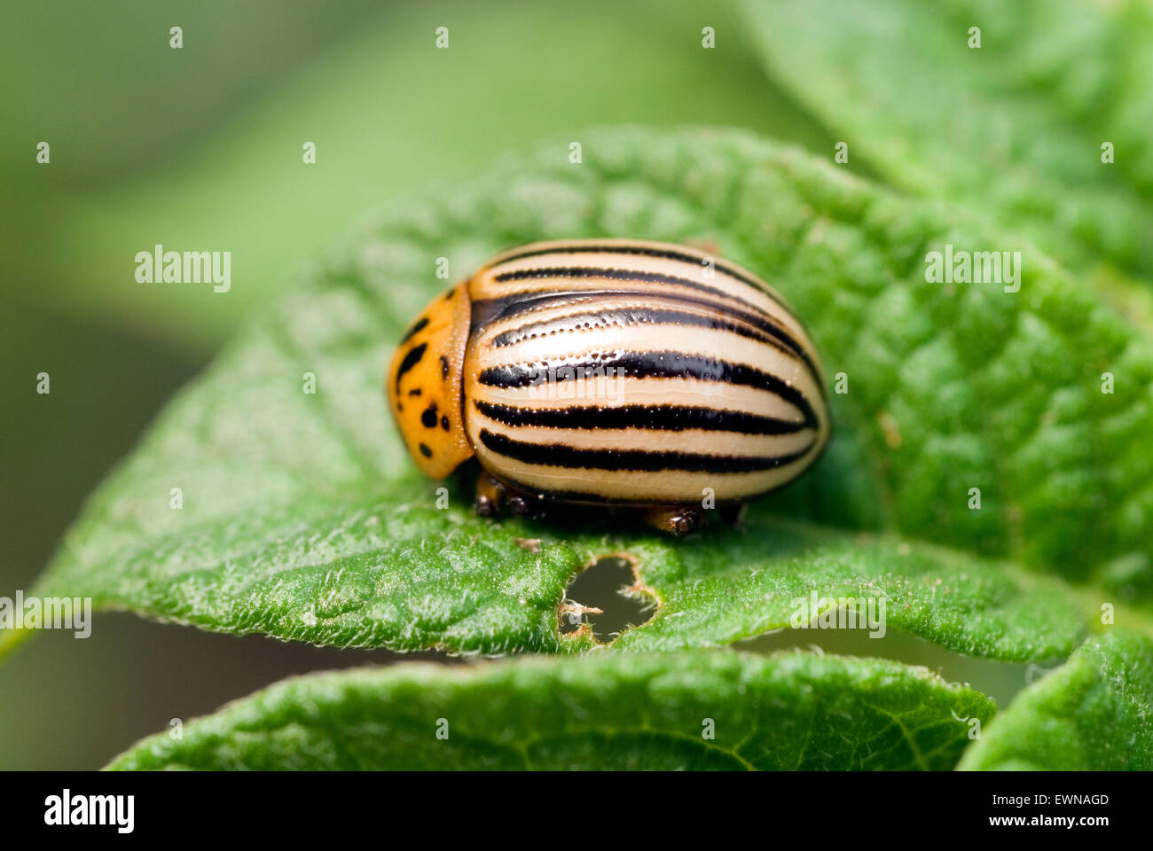Potato Beetle (Leptinotarsa decemlineata) sulla pianta di patata Foto Stock