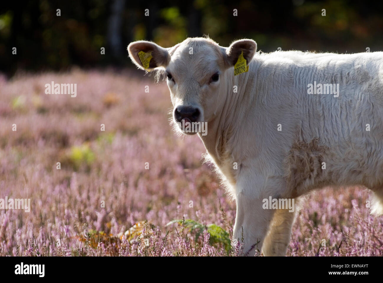 Mucca in New Forest, Dorset, Gran Bretagna, Europa Foto Stock