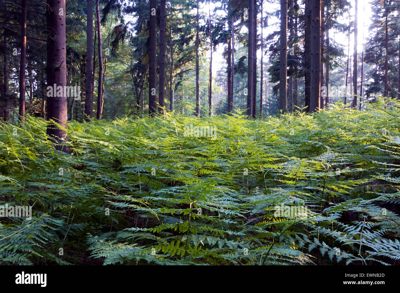 Ecosistema di conifere boschive immagini e fotografie stock ad alta