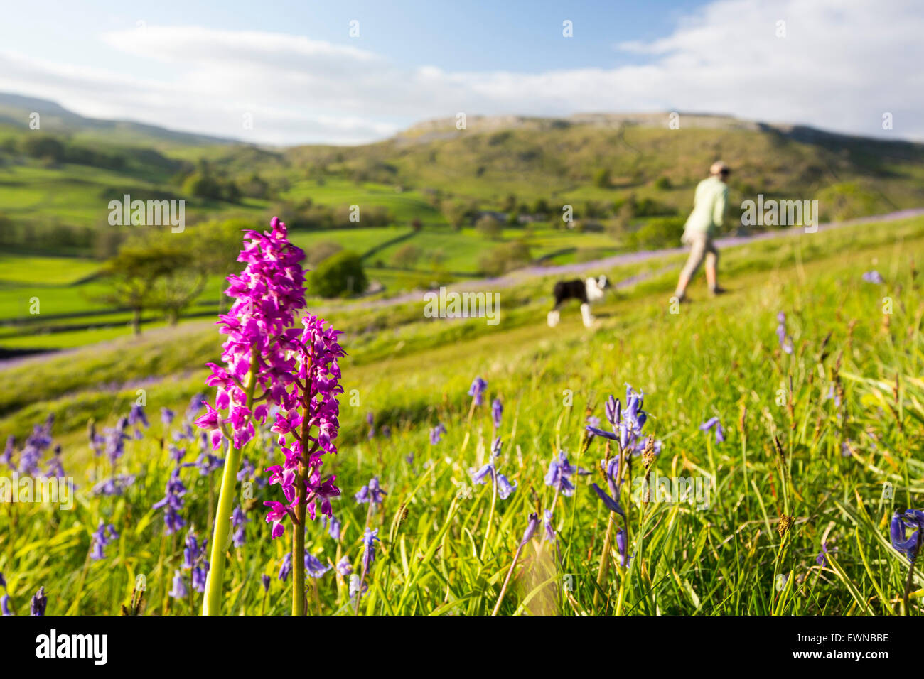 Bluebells e un inizio di orchidea viola (Orchis mascula) sopra Austwick nel Yorkshire Dales, UK. Foto Stock
