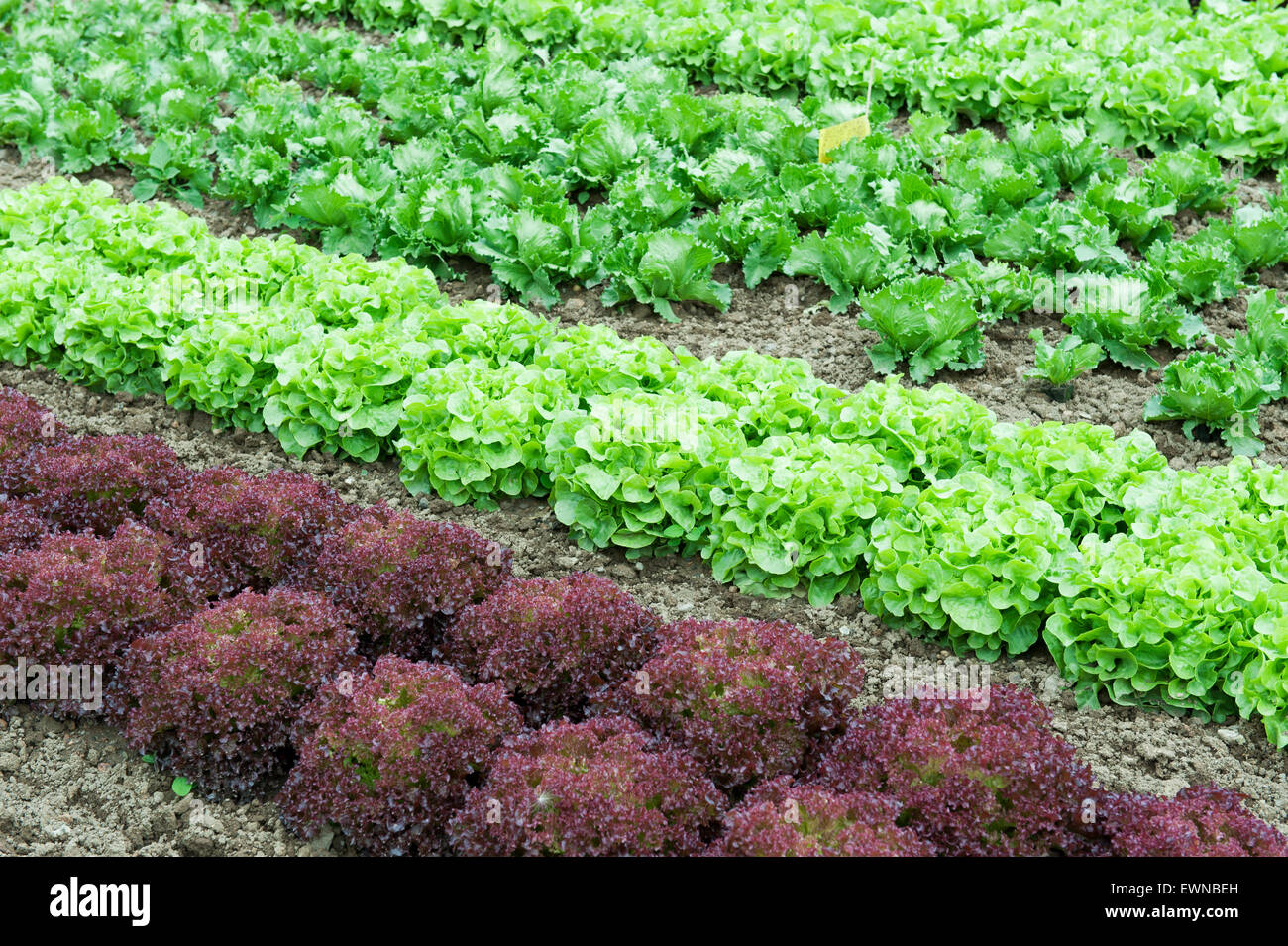 Lattughe (Lactuca sativa) nella coltivazione commerciale, Renania-Palatinato, Germania, Europa Foto Stock