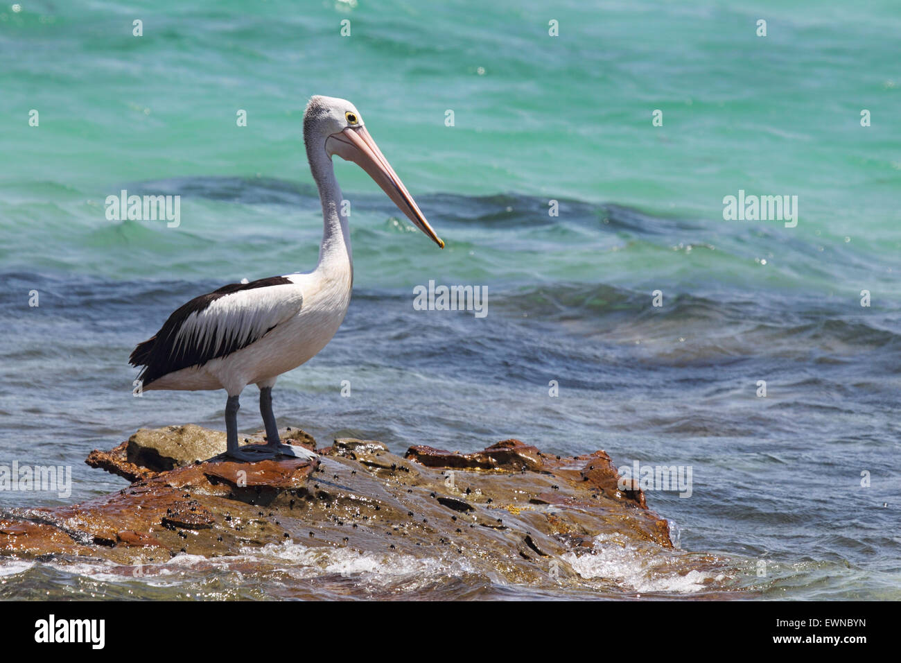 Pellicano australiano (Pelecanus conspicillatus) seduto su una roccia presso la costa in South Durras nel Murramarang National Park, una Foto Stock