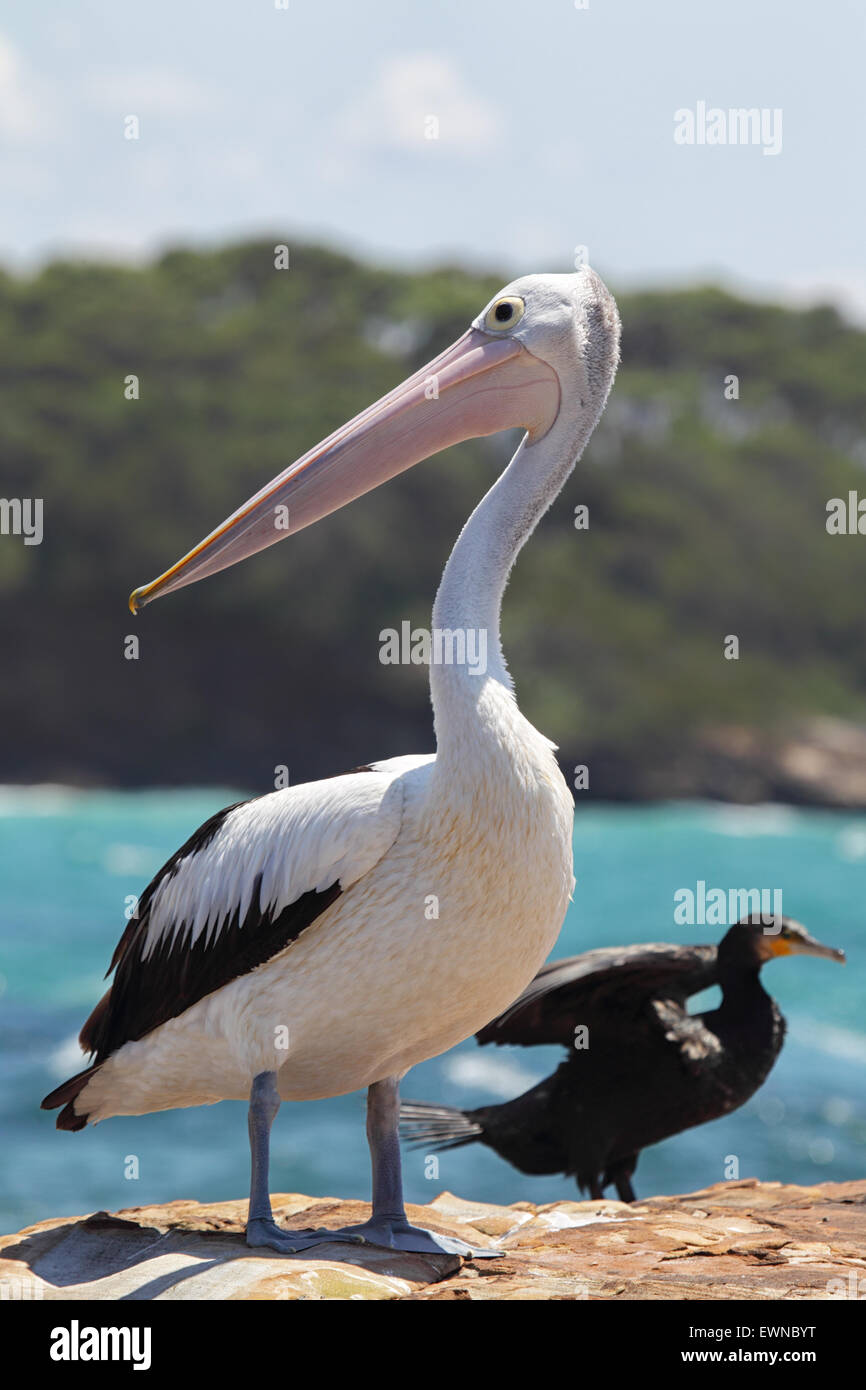 Pellicano australiano (Pelecanus conspicillatus) seduto su una roccia presso la costa in South Durras nel Murramarang National Park, una Foto Stock