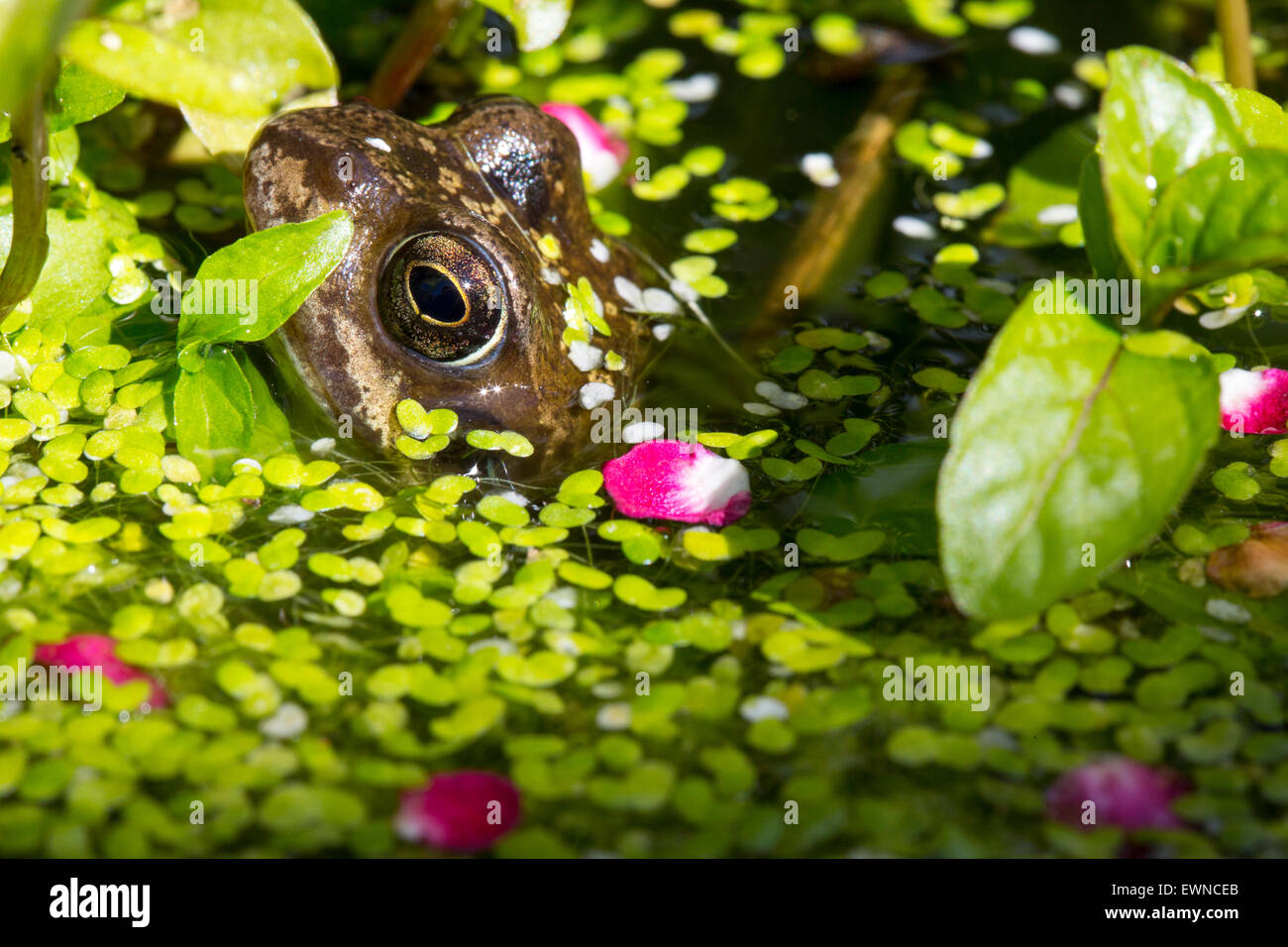 Una Rana comune, rana temporaria in un laghetto in giardino coperto di erbaccia anatra in Ambleside, Regno Unito, con petali da Midland Albero di biancospino, Crataegus laevigata. Foto Stock