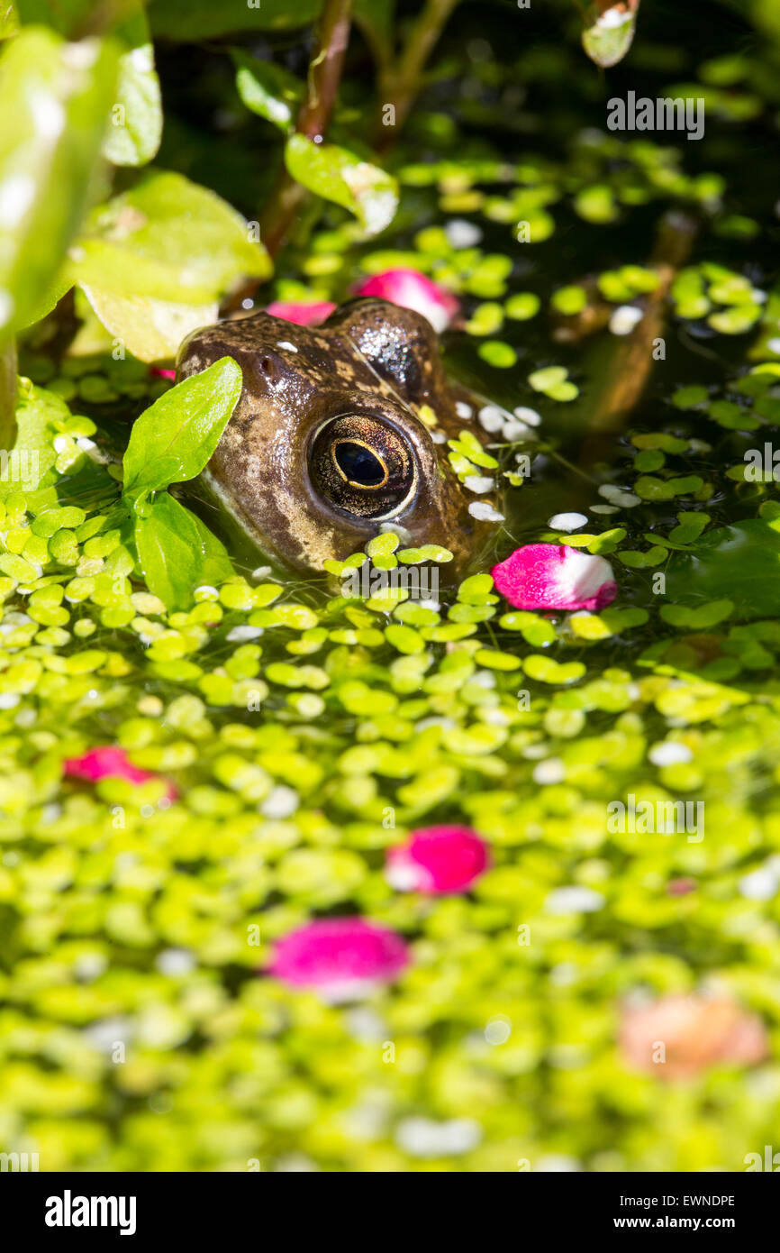 Una Rana comune, rana temporaria in un laghetto in giardino coperto di erbaccia anatra in Ambleside, Regno Unito, con petali da Midland Albero di biancospino, Crataegus laevigata. Foto Stock