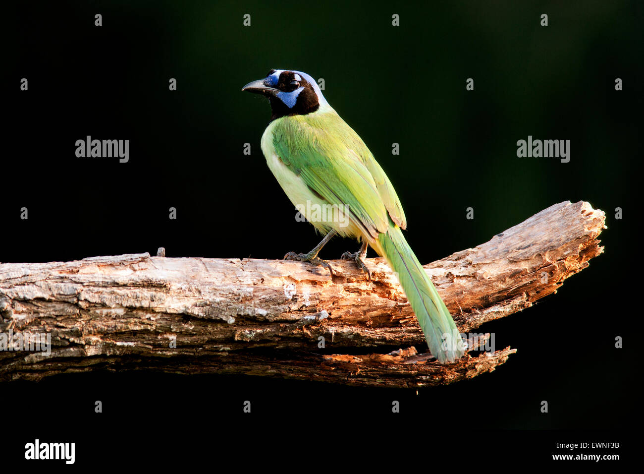 Green Jay (Cyanocorax yncas) - Camp Lula Sams, Brownsville, Texas USA Foto Stock