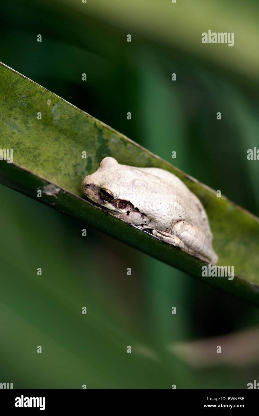 Messicano comune Raganella (Smilisca baudinii) - Camp Lula Sams, Brownsville, Texas, Stati Uniti d'America Foto Stock