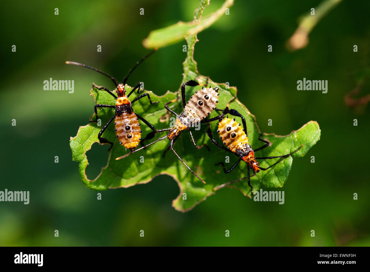 Foglia-footed Bug Ninfe (Leptoglossus phyllopus) - Camp Lula Sams - Brownsville, Texas, Stati Uniti d'America Foto Stock
