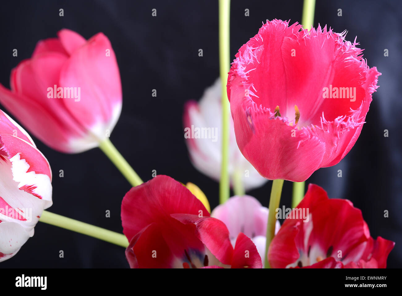 Chiudere l immagine del tulip su nero, fiori Foto Stock