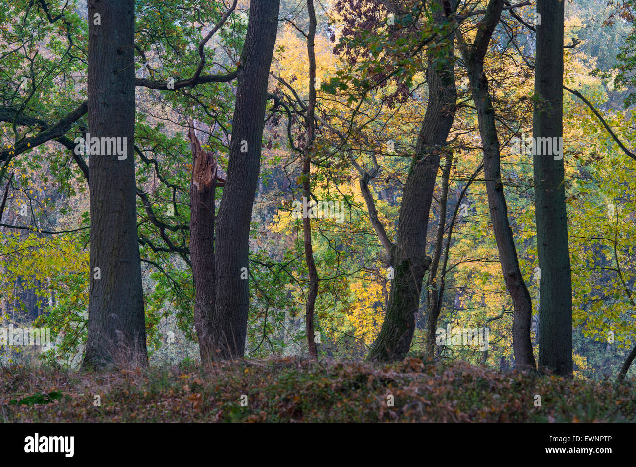 Oaks in autunno a ahlhorner fischteiche, Bassa Sassonia, Germania Foto Stock