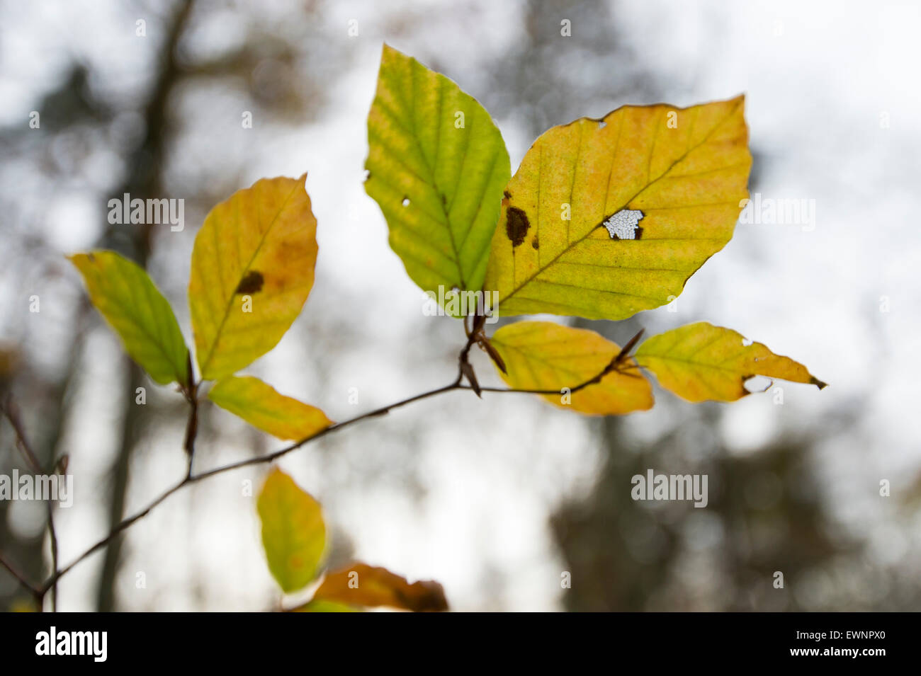 Il faggio le foglie in autunno, Germania Foto Stock