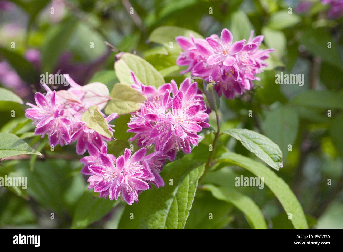 Deutzia x hybrida 'Si campi delle fragole " Fiori d'estate. Foto Stock