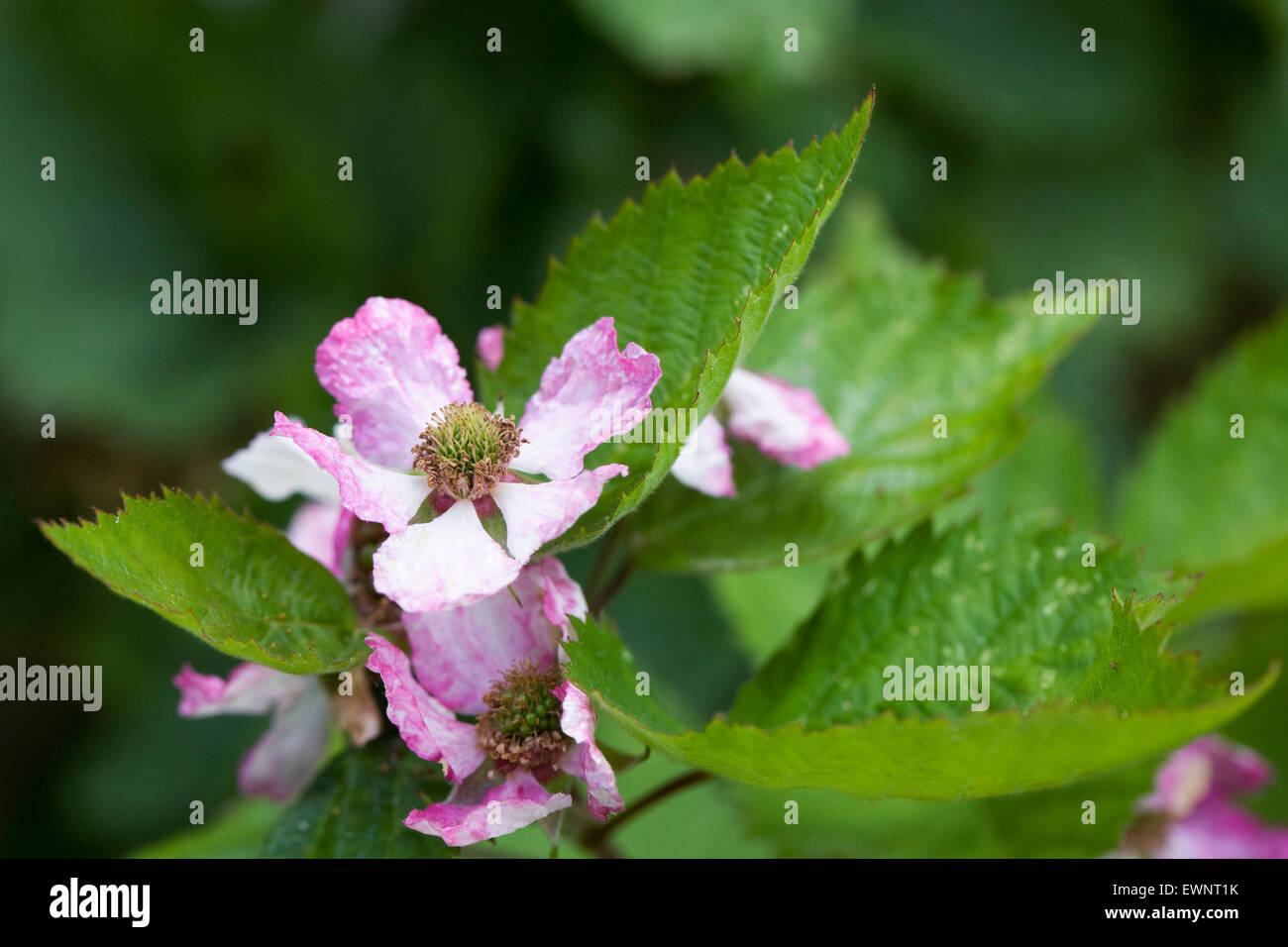 Rubus fructicosus. Impollinazione fiore di Blackberry. Foto Stock