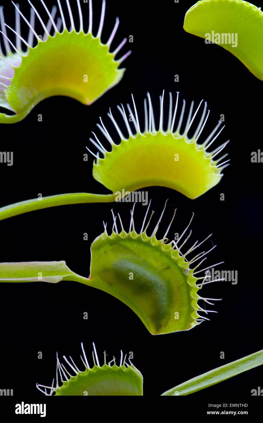 Vola intrappolata in Venus Fly trap Dionaea muscipola pianta Foto Stock