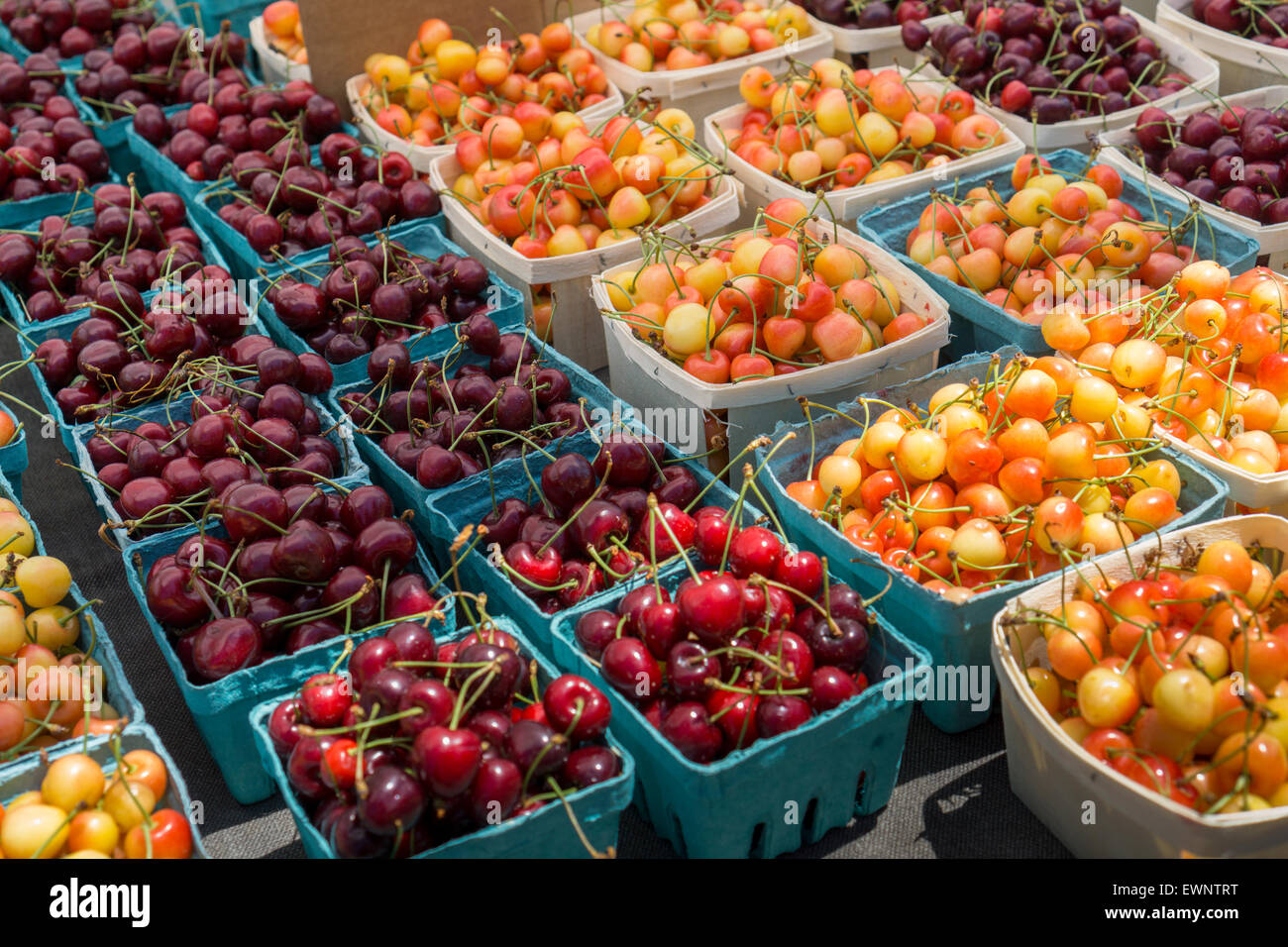 Pinte di ciliege in vendita presso la Union Square Greenmarket a New York il mercoledì 24 giugno, 2015. (© Richard B. Levine) Foto Stock