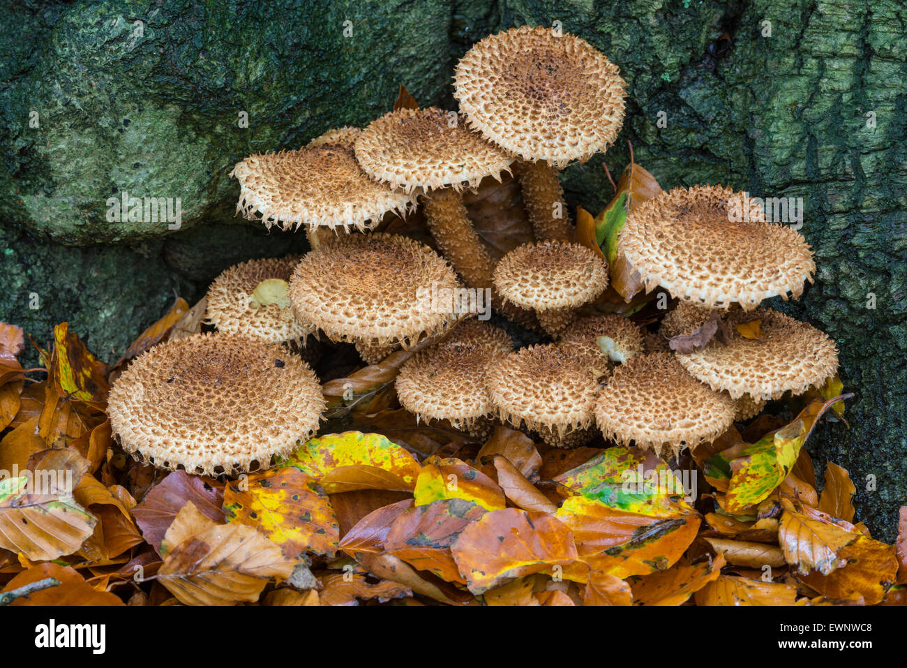 I funghi di bosco autunnale, Bassa Sassonia, Germania Foto Stock