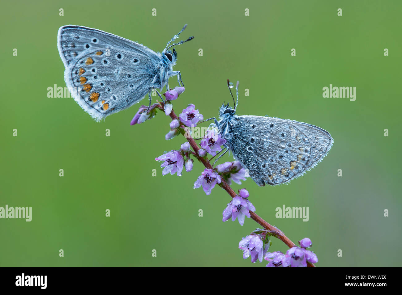 Comune (blues polyommatus icarus) su comuni heather, Bassa Sassonia, Bassa Sassonia (Germania) Foto Stock