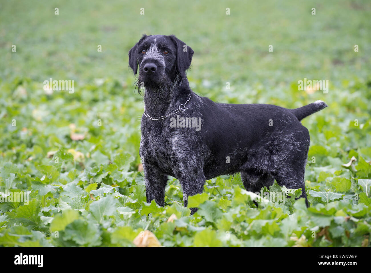 Cane da caccia a caccia in arkeburg, goldenstedt, vechta distretto, Bassa Sassonia, Germania, 2013 Foto Stock